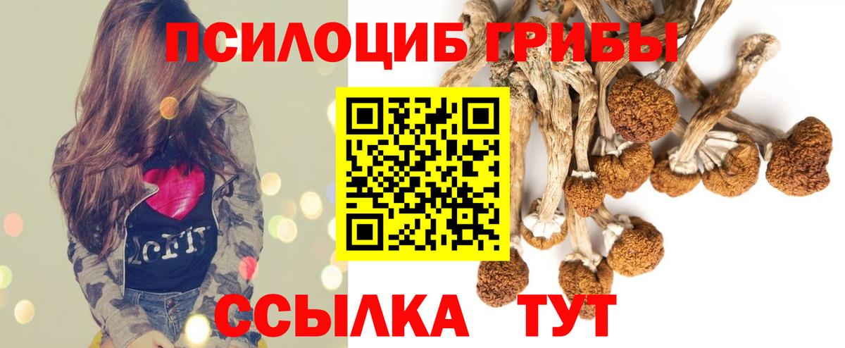 Галлюциногенные грибы Psilocybe Мурманск